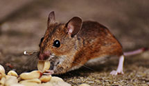 24 Hour & Emergency Exterminators in Taylors Is, MD